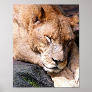 Poster Lion