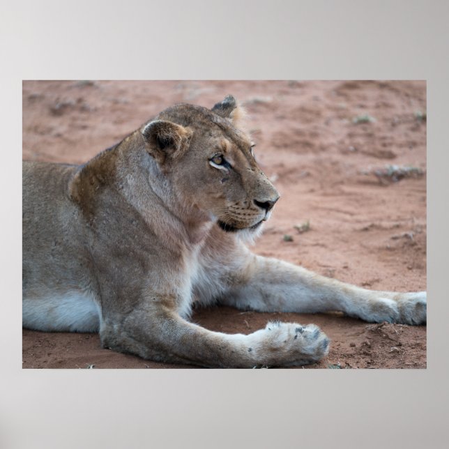 Poster Lion (Devant)