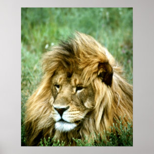 Poster Lion africain