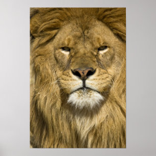 Poster Lion barbare africain, Panthera leo leo, l'un des