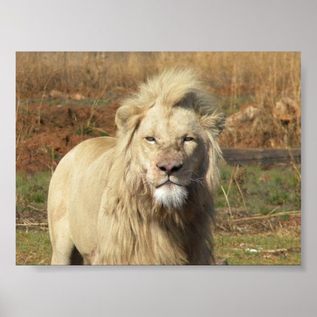 Poster lion blanc (Devant)