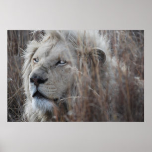 Poster Lion blanc sud-africain proche