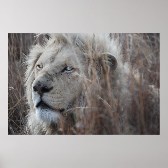 Poster Lion blanc sud-africain proche (Devant)