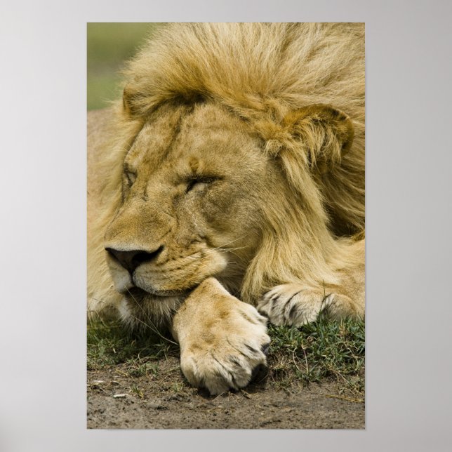 Poster Lion d'Afrique, Panthera leo, allongé endormi (Devant)