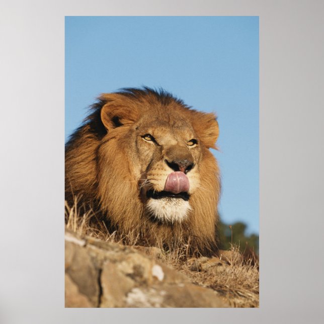 Poster Lion d'Afrique (Panthera Leo), savane africaine (Devant)