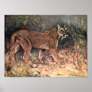Poster Lion de Montagne, Puma ou Couguar par CE Swan