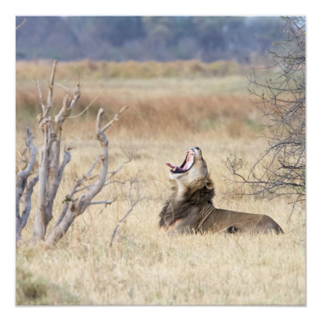 Poster Lion de Yawning (Devant)