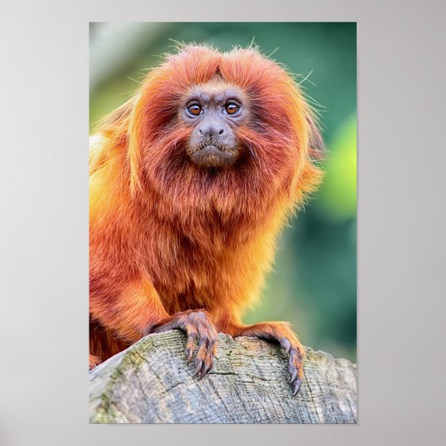 Poster Lion d'or Tamarin perché sur la rondelle gros plan (Devant)