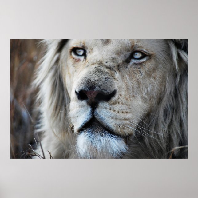 Poster Lion écoute mon pouls Afrique (Devant)