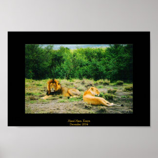 Poster Lion et Lion
