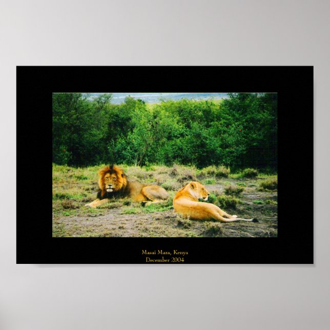 Poster Lion et Lion (Devant)