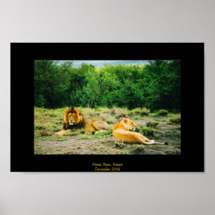 Poster Lion et lionne