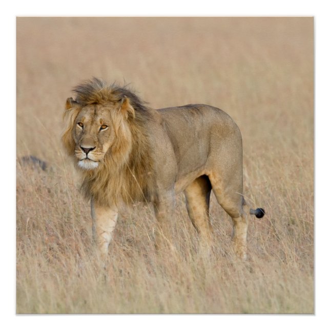 Poster Lion marche (Devant)