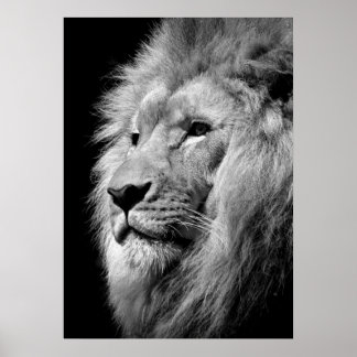 Poster Lion noir et blanc / Art de la photographie animal