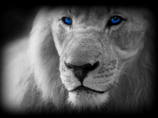 Posters Affiches Toiles Lion Yeux Bleus Zazzle Fr Lion aux yeux bleus noirs et blancs, impression de toile, prêt à accrocher. posters affiches toiles lion yeux