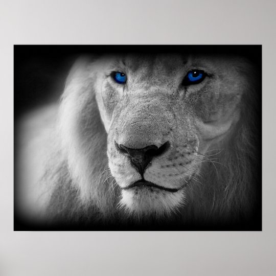 Poster Lion Noir Et Blanc Avec Des Yeux Bleus Zazzle Fr