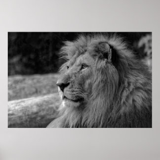 Poster Lion noir et blanc - Photographie d'animaux sauvag