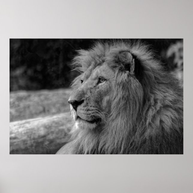 Poster Lion noir et blanc - Photographie d'animaux sauvag (Devant)