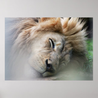 Poster Lion rêveur