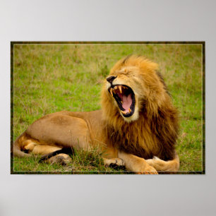 Poster Lion Roaring