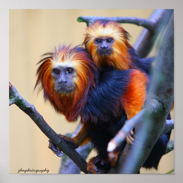 Poster Lion Tamarin à tête dorée (Devant)