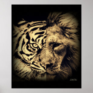 Poster Lion Tiger 2in1