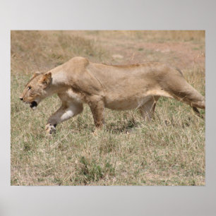 Poster lionceau
