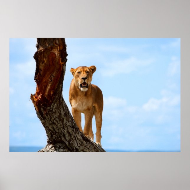 Poster Lioness (Devant)