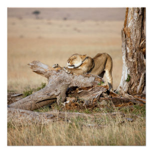 Poster Lioness stretching