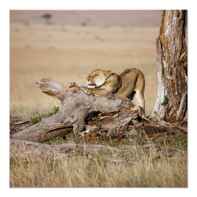 Poster Lioness stretching (Devant)