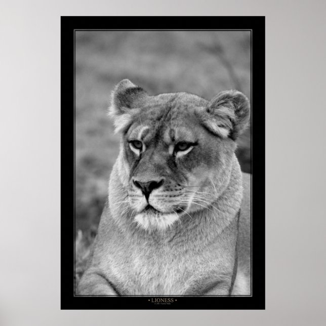 Poster Lioness (version BW) (Devant)