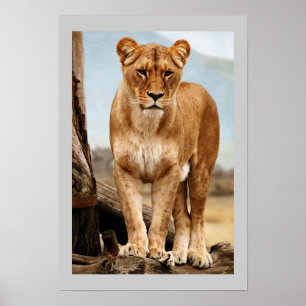 Poster Lionne fière