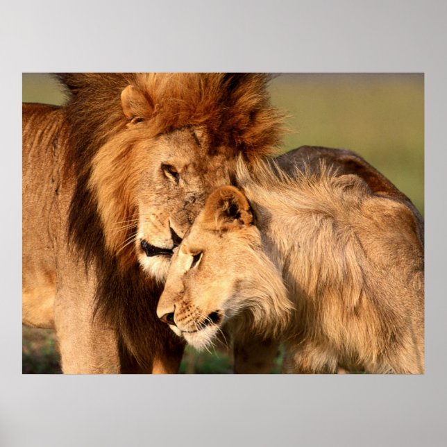 Poster Lions (Devant)