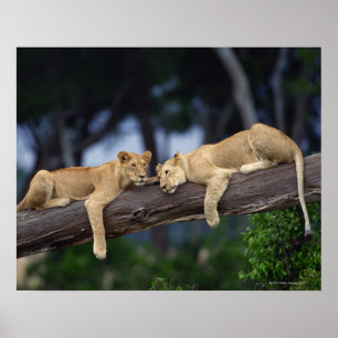Poster Lions couchés sur la branche de l'arbre, Kenya, Af