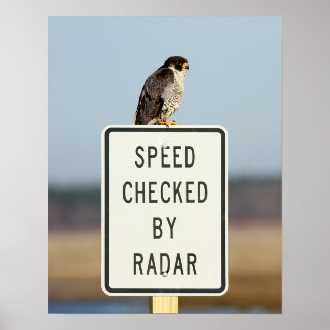 Poster L'Ironie ultime (Devant)