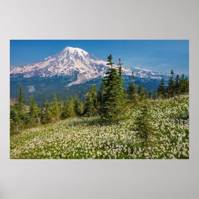 Poster Lis de l'avalanche et Mont Rainier (Devant)