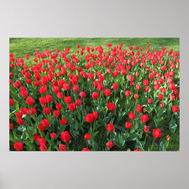 Poster Lit des Tulipes rouges 01 (Devant)