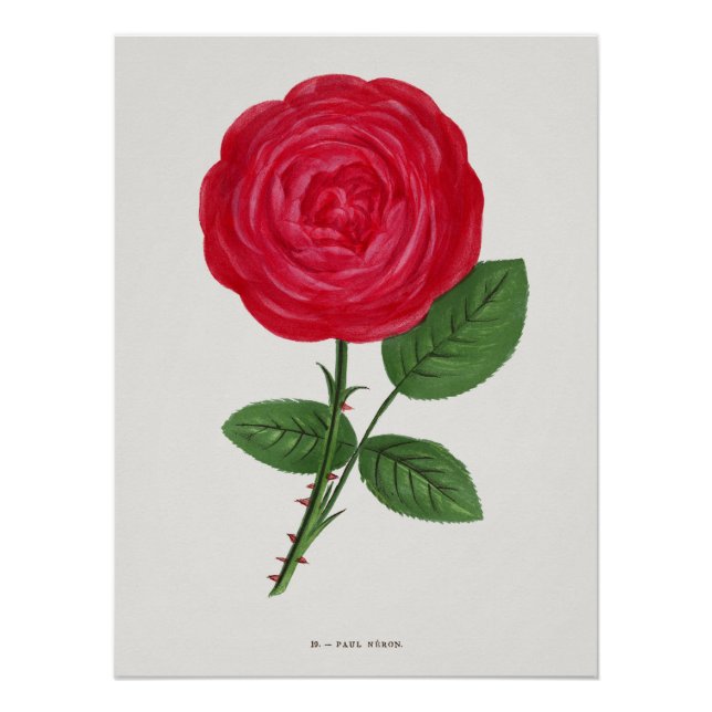 Poster Lithographie de rose antique, François-Frédéric Gr (Devant)