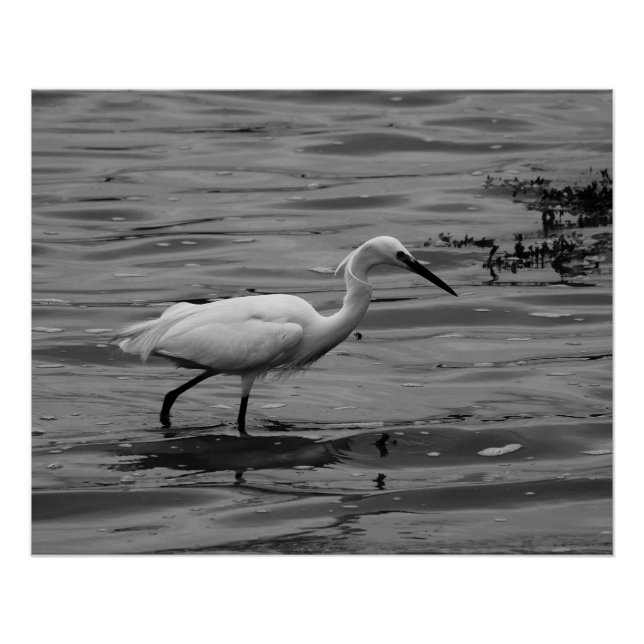 Poster Little Egret (Devant)