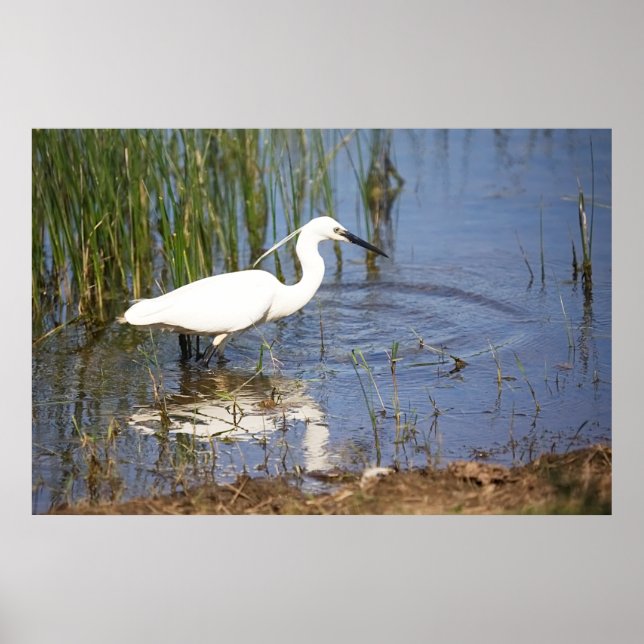 Poster Little Egret (Devant)