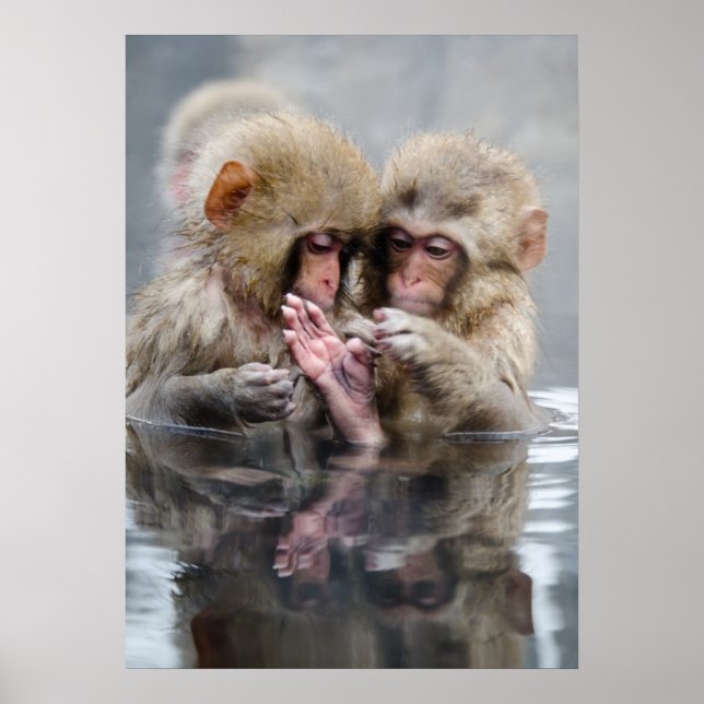 Poster Little Monkeys | Hot Springs, Japon (Devant)