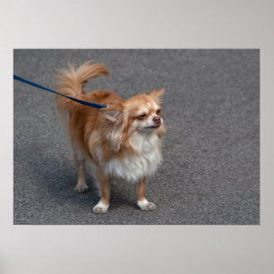 Poster Little Redhead