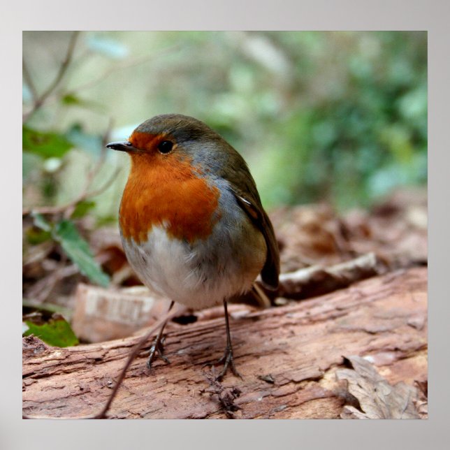 Poster Little Robin (Devant)