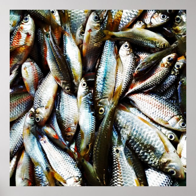 Poster Little White Fish (Devant)