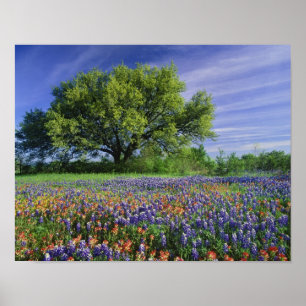 Poster Live Oak & Texas Paintbrush et Texas