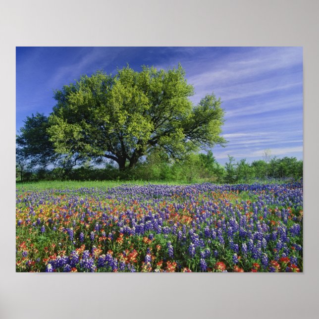 Poster Live Oak & Texas Paintbrush et Texas (Devant)