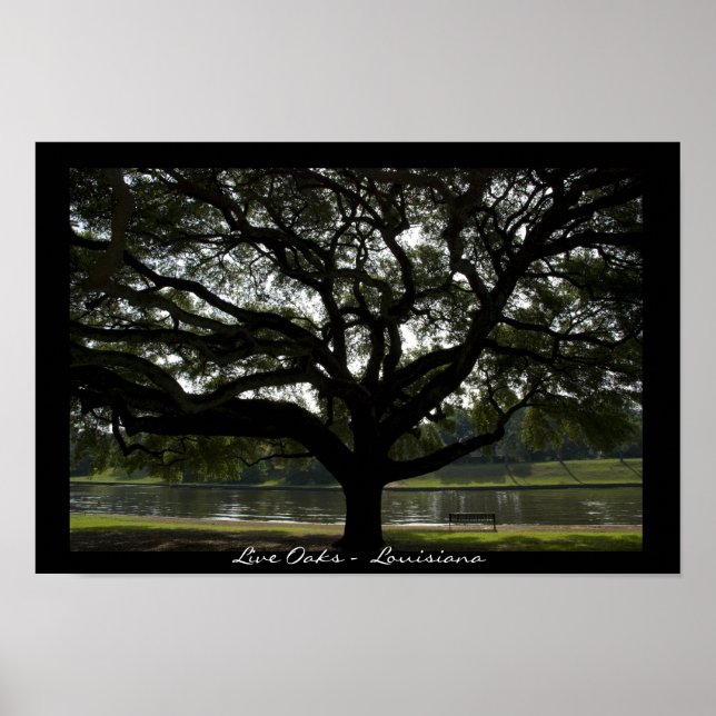 Poster Live Oaks - Louisiana (Devant)