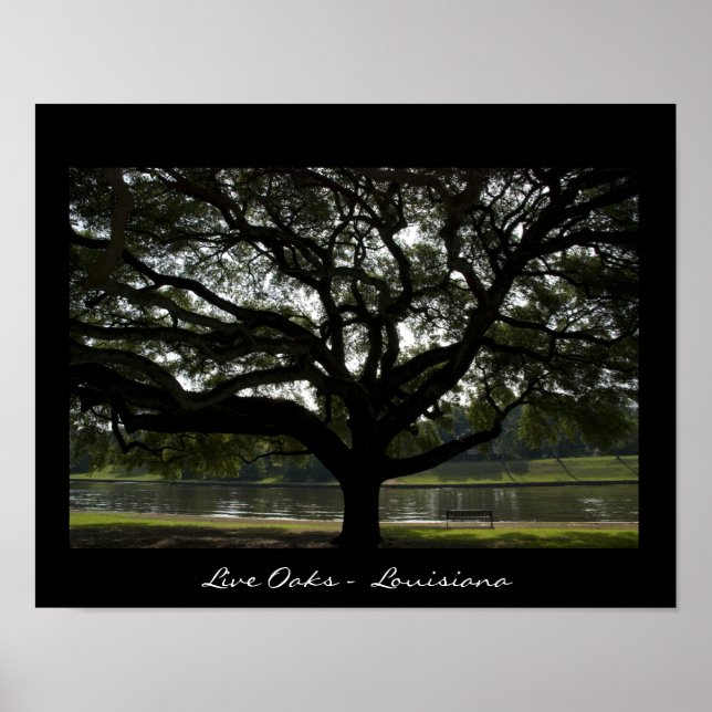 Poster Live Oaks - Louisiana (Devant)