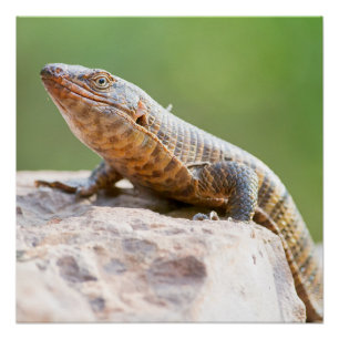 Poster Lizard plaqué
