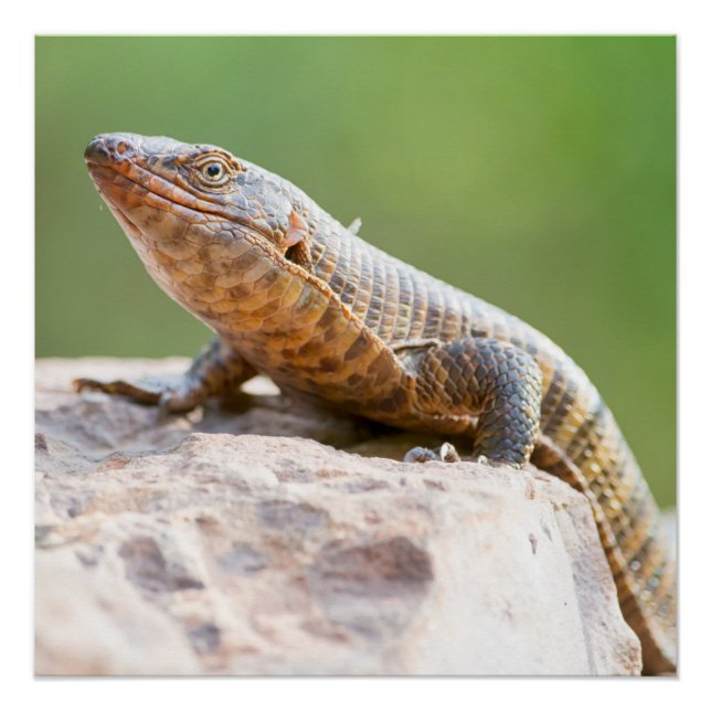 Poster Lizard plaqué (Devant)